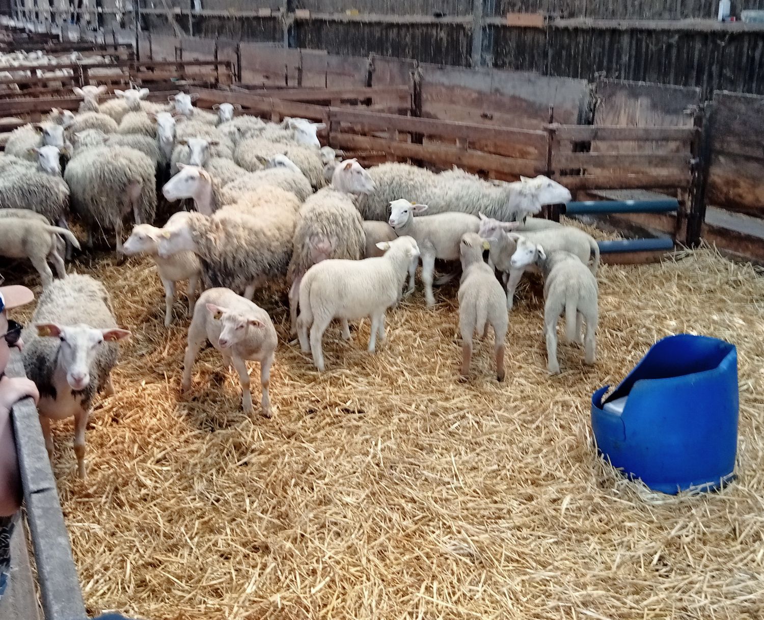 Visite Élevage de Brebis  