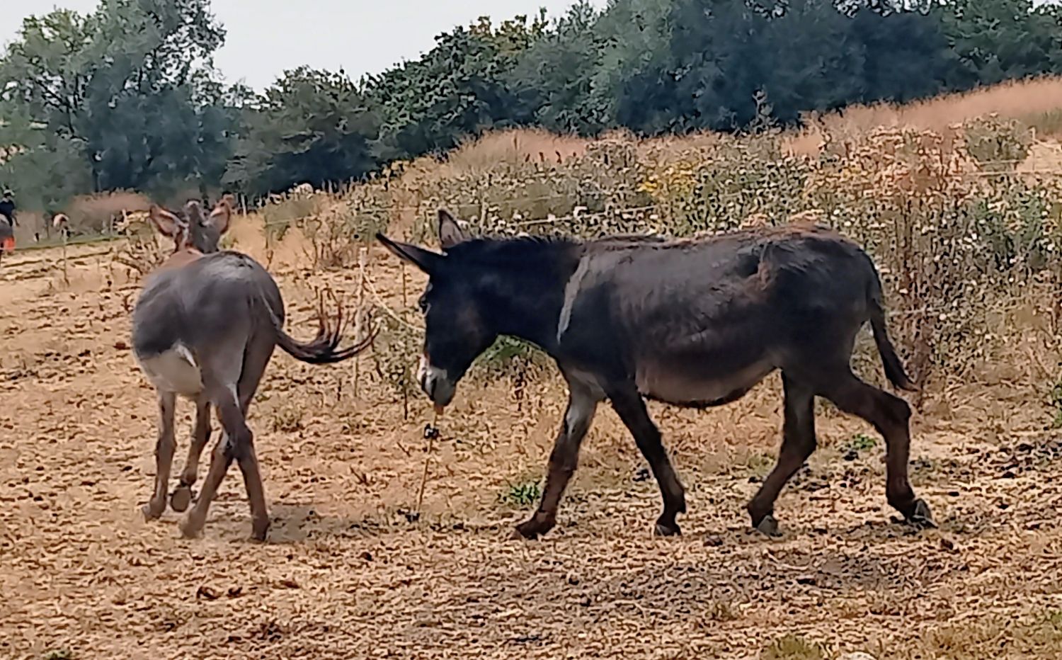 A la découverte des Ânes à Warhem 